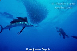 Sail Fish with diver, Isla Mujeres Mexico
Nikonos V, 15 mm by Alejandro Topete 